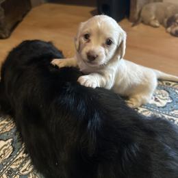 Lilly - Cream female Dachshund puppy in North Auburn, California from Bell-Webb Ranch Doxies