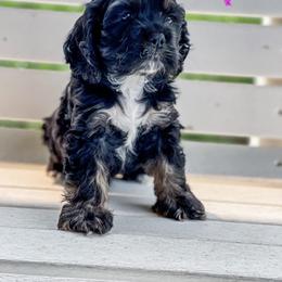 Cocker Spaniel Puppies from Priceless Pups