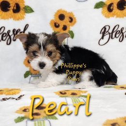 Pearl - Parti female Yorkshire Terrier puppy in Adair, Oklahoma from Phillippe's Puppy Paws