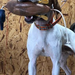 German Shorthaired Pointers from IronPoint Kennels