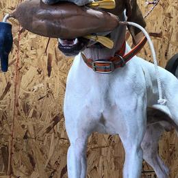 German Shorthaired Pointers from IronPoint Kennels