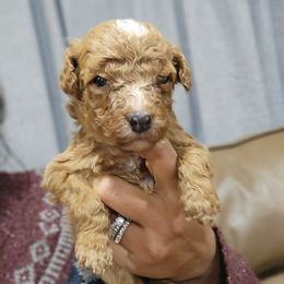 Jack - Apricot male Goldendoodle puppy in Milwaukwe, Wisconsin from Wisconsin Doodles