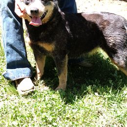 One( for sale) - Australian Cattle Dog