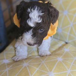 Boy 3 - Brown male Corgipoo puppy in Junction, Utah from Sugar Doodles