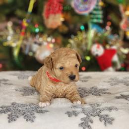 Sugar - Apricot female Poodle puppy in Hoagland, Indiana from Kandyland Kennels