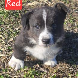 Red - Black and white male Cardigan Welsh Corgi puppy in Lynchburg, Ohio from Old Iron Farm