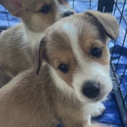 Virginia - Sable female American Corgi puppy in Brownstown, Indiana from Brave Country Kennels