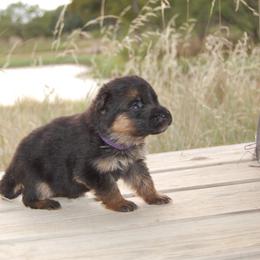 Wednesday - Black and red female German Shepherd puppy in Llano, Texas from Von Ark German Shepherds