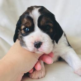 Autumn - Black white and tan female English Springer Spaniel puppy in Casa Grande, Arizona from The Spaniel Garden