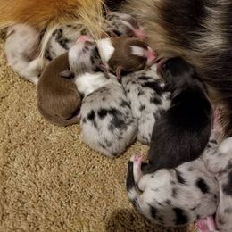 Australian Shepherd Puppies from Arrow Stone Aussies