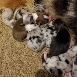 Australian Shepherd Puppies from Arrow Stone Aussies