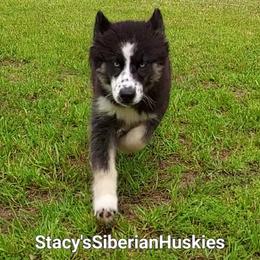 Mj - Black and white female Siberian Husky puppy in Savannah, Georgia from Stacy's Siberian Huskies