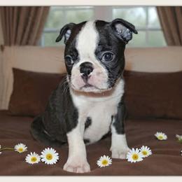 Frankie - Black and white female Boston Terrier puppy in North Central, Vermont from Windy Valley’s Bostons