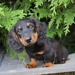 Konrad - Black and tan male Dachshund puppy in Crystal, Michigan from Mare-bella Dachshunds