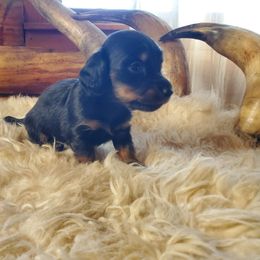 Marcy - Black and tan female Dachshund puppy in Delaware, Oklahoma from Lauren Shipley