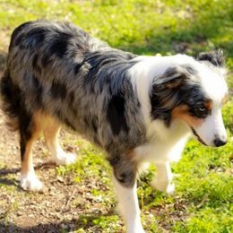 Tempe - Australian Shepherd