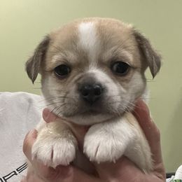 Boy 1 - Fawn and white Chihuahua puppy in Simpsonville, Kentucky from Isa's Chihuahuas