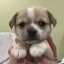 Boy 1 - Fawn and white Chihuahua puppy in Simpsonville, Kentucky from Isa's Chihuahuas