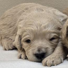 Girl 1 - Cream female Goldendoodle puppy in Milford, Michigan from Servant Kennel