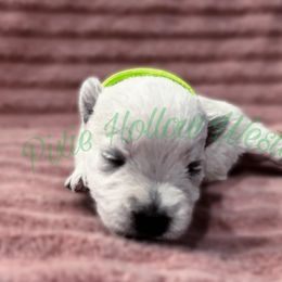 Green - White female West Highland White Terrier puppy in Cleveland Tx, Texas from Pixie Hollow Westies