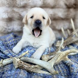 Romeo - Yellow male Labrador Retriever puppy in Sweet Home, Oregon from Knotty Creek Labradors
