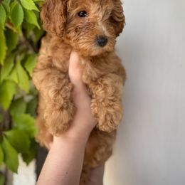 Poodle Puppies from Red Mini Poodles AZ