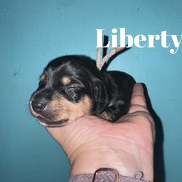 Liberty - Black and cream female Dachshund puppy in Monitor, Washington from Shannon Dolly’s Dachshunds