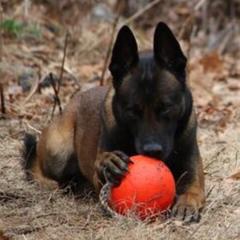 Afar - Belgian Malinois