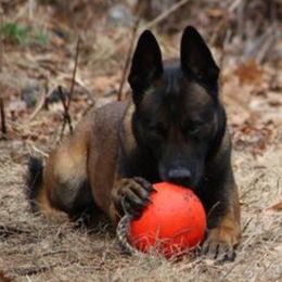 Afar - Belgian Malinois
