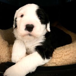 Old English Sheepdog Puppies from Stargazer OES