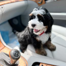 Bernedoodle, Goldendoodle, and Poodle Puppies from Teddy Doodles & Standard Poodles