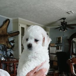 Bichon Frise Puppies from My Beautiful Bichons