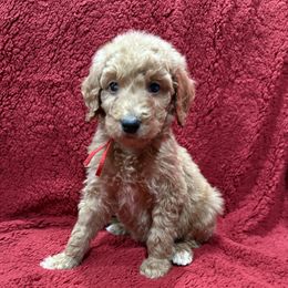 Red - Red  male Goldendoodle puppy in Bakersfield, California from Lavish Doodles