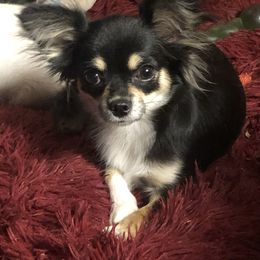 Slingshot - Chihuahua