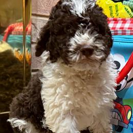 Gravy - Brown male Lagotto Romagnolo puppy in Chicago, Illinois from Midwest Lagotto Romagnolo