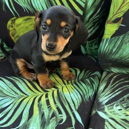 Sierra - Black and tan female Dachshund puppy in Salem, Oregon from Longdox Mini Dachshunds