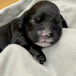 Buddy - Black and white male Cocker Spaniel puppy in Oklahoma City, Oklahoma from BRX Country Cockers LLC