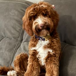 Gracie - Australian Labradoodle