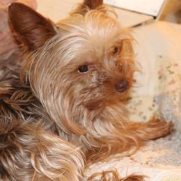 Marzk - Yorkshire Terrier