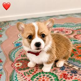 Louie - Red Collar Boy - Red male Pembroke Welsh Corgi puppy in Yulee, Florida from Pembroke Welsh Corgis at Belle Haven