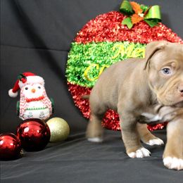 Yellow Collar - Chocolate tri-color female American Bully puppy in Easton, Maryland from Night Court Bullies