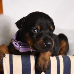 Echo - Black and rust female Doberman Pinscher puppy in Overton, Texas from Obsidian Kennel