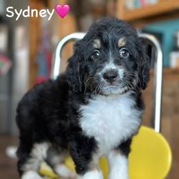 Sydney - Black tri-color female Aussiedoodle puppy in Lancaster, Minnesota from Finney Ranch