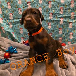 Orange - Red and rust male Doberman Pinscher puppy in Knox, Indiana from Double River Dobermans