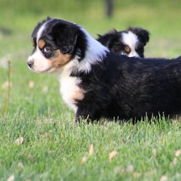 Australian Shepherds and Miniature American Shepherds from Rust Belt Farms