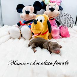 Minnie - Chocolate and tan female Dachshund puppy in Prairieville, Louisiana from Southern Barron Danes & Dachshunds