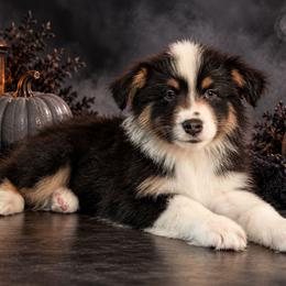 Theo - Black tri-color male Australian Shepherd puppy in Fultonville, New York from Sandy Aussies, Mini Dachshunds & Pomeranians