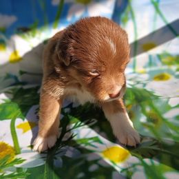 America (red tri) - Red tri-color female Australian Shepherd puppy in Okeechobee, Florida from Rothsolid Puppies