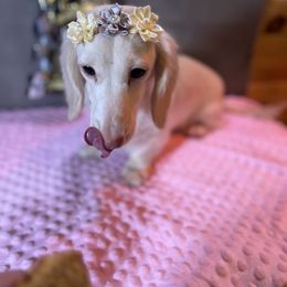 River - Dachshund