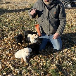 Labrador Retriever Puppies from Crown Royal hunting Labs